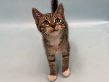 Bashful -  Domestic Short Hair Cat for Adoption in Golden Valley, Minnesota - Bashful | PetCurious