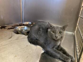 A1933051 -  Domestic Short Hair Cat for Adoption in Thousand Palms, California - A1933051 | PetCurious