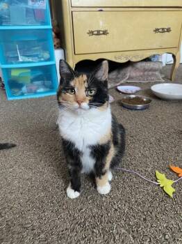 Domestic Short Hair Cats Available for Adoption - Syven | PetCurious