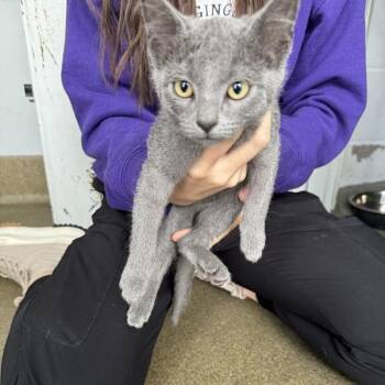 Balalaika -  Domestic Short Hair Cat for Adoption in Des Moines, Iowa - Balalaika | PetCurious