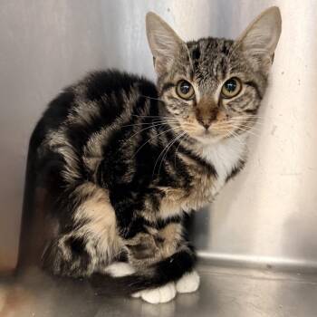 Pumpkin Chai -  Domestic Short Hair Cat for Adoption in Palm Springs, California - Pumpkin Chai | PetCurious