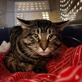 Domestic Short Hair Cats Available for Adoption - Toast | PetCurious