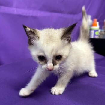 Princess Peach -  Siamese Cat Available for Adoption in North Myrtle Beach, South Carolina - Princess Peach | PetCurious