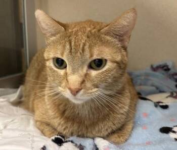 Xena -  Domestic Short Hair Cat for Adoption in East Brookfield, Massachusetts - Xena | PetCurious