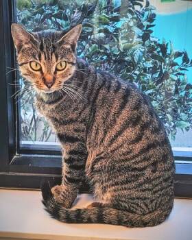 Rescue Domestic Short Hair Cats for Adoption in St. Petersburg, Florida - Rihanna | PetCurious