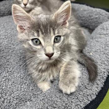 Fee -  Domestic Short Hair Cat for Adoption in Detroit Lakes, Minnesota - Fee | PetCurious