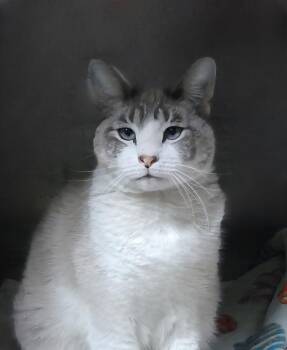 Siamese Cats Available for Adoption - CINDY | PetCurious