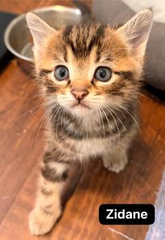 Zidane -  Domestic Short Hair Cat for Adoption in Johnson City, Tennessee - Zidane | PetCurious