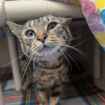 Rescue Domestic Medium Hair Cats for Adoption in Watertown, New York - Thea | PetCurious