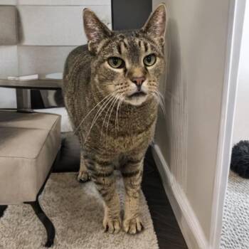 Tommie -  Domestic Short Hair Cat for Adoption in Prince Frederick, Maryland - Tommie | PetCurious