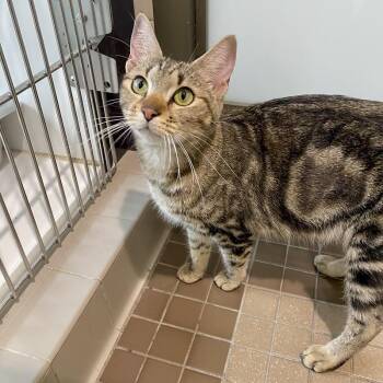 Rescue Domestic Short Hair Cats for Adoption in Truckee, California - Hershey | PetCurious