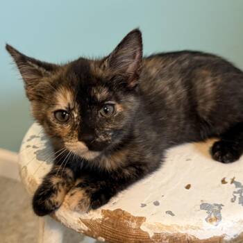 Tiger Lily -  Domestic Short Hair Cat for Adoption in La Grange, Kentucky - Tiger Lily | PetCurious