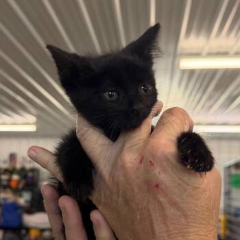Mustard -  Domestic Short Hair Cat for Adoption in Spanish Fork, Utah - Mustard | PetCurious