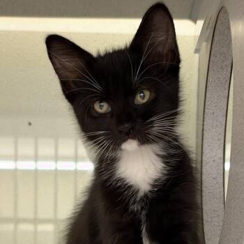 Hawking -  Domestic Medium Hair Cat for Adoption in Colorado Springs, Colorado - Hawking | PetCurious