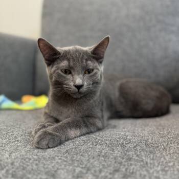 Rescue Domestic Short Hair Cats for Adoption in Tracy, California - Clementine | PetCurious