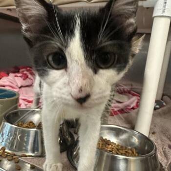 Tina Bobeena -  Domestic Short Hair Cat for Adoption in Walnut Creek, California - Tina Bobeena | PetCurious