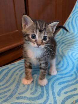 Tiger -  Tabby Cat Available for Adoption in Chicago, Illinois - Tiger | PetCurious