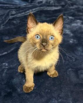 SASSY -  Siamese and Domestic Short Hair Cat for Adoption in Harrison, Michigan - SASSY | PetCurious