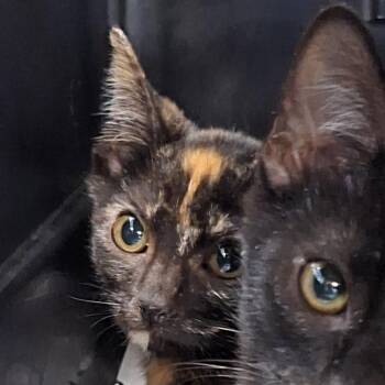 Molly -  Domestic Short Hair Cat for Adoption in Montgomery, Alabama - Molly | PetCurious