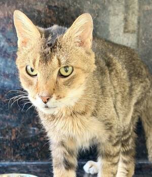 Rescue Abyssinian Cats for Adoption in Chicago, Illinois - Krabby Patty | PetCurious