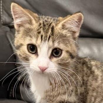 Wonder -  Domestic Short Hair Cat for Adoption in Verona, Wisconsin - Wonder | PetCurious