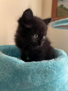 Boris Badenov -  Domestic Medium Hair Cat for Adoption in Topeka, Kansas - Boris Badenov | PetCurious