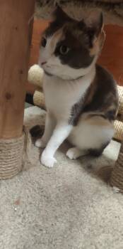 Rescue Dilute Calico Cats for Adoption in Bell Gardens, California - Spotty | PetCurious