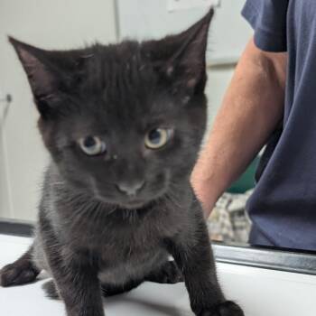 Ash -  Domestic Short Hair Cat for Adoption in Canton, Illinois - Ash | PetCurious