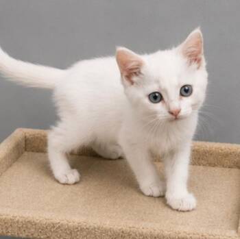 Cyrus -  Domestic Short Hair Cat for Adoption in Andover, Minnesota - Cyrus | PetCurious