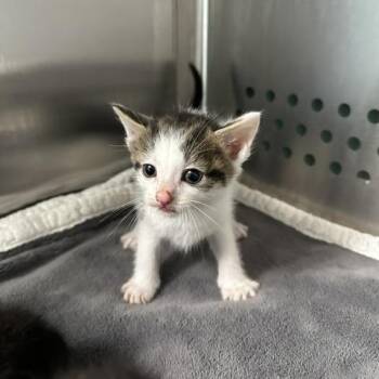 Waltz -  Domestic Short Hair Cat for Adoption in Indianapolis, Indiana - Waltz | PetCurious