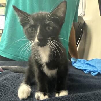 Espeon -  Domestic Short Hair Cat for Adoption in Lakeland, Florida - Espeon | PetCurious