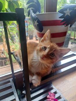 Spider -  Domestic Short Hair Cat for Adoption in Lovingston, Virginia - Spider | PetCurious