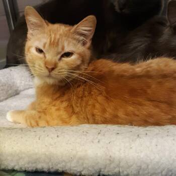 Domestic Short Hair Cats Available for Adoption - Canela | PetCurious