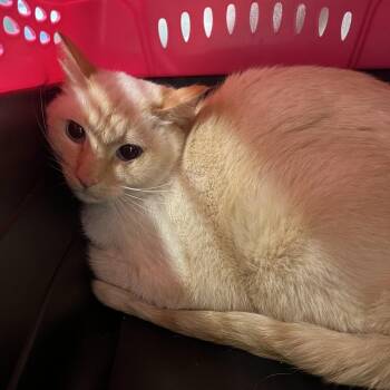 Siamese and Domestic Short Hair Cats Available for Adoption in Oak Park, Illinois - Mister Pink | PetCurious