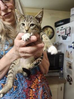 Maeve -  Extra Toes Cat Hemingway Polydactyl and Domestic Short Hair Cat for Adoption in East Greenville, Pennsylvania - Maeve | PetCurious