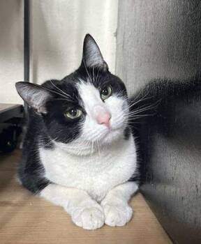 Chili -  Domestic Short Hair Cat Available for Adoption in Salem, New Hampshire - Chili | PetCurious