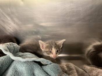 PUFF -  Domestic Short Hair Cat for Adoption in Grand Prairie, Texas - PUFF | PetCurious