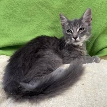 Mobius -  Domestic Short Hair Cat for Adoption in Long Beach, California - Mobius | PetCurious