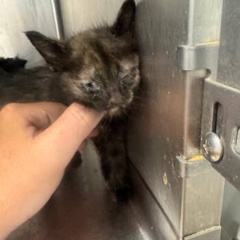 Domestic Short Hair Cats Available for Adoption in Tuscaloosa, Alabama - TUSC-Stray-84185_2 | PetCurious