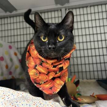 Rescue Domestic Short Hair Cats for Adoption in Waynesville, North Carolina - Lillith | PetCurious