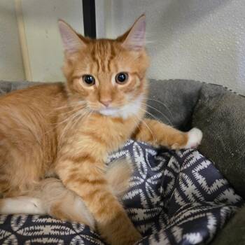 Barringer -  Domestic Medium Hair Cat for Adoption in Pennsville Township, New Jersey - Barringer | PetCurious