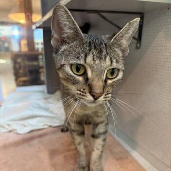 Tigress -  Domestic Short Hair Cat for Adoption in Richmond, Virginia - Tigress | PetCurious