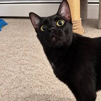 Zanzibar -  Domestic Short Hair Cat for Adoption in Hamilton, Michigan - Zanzibar | PetCurious
