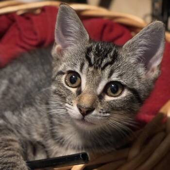 Artemis -  Domestic Short Hair Cat for Adoption in Atlanta, Georgia - Artemis | PetCurious