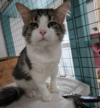Godzilla -  Domestic Long Hair Cat for Adoption in Los Angeles, California - Godzilla | PetCurious