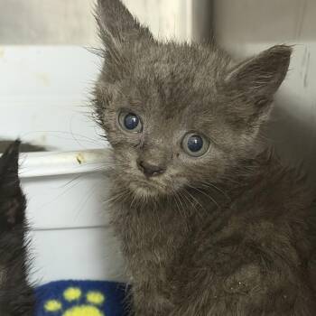 Beluga -  Domestic Short Hair Cat for Adoption in Marion, Virginia - Beluga | PetCurious
