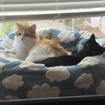 Domestic Medium Hair and Maine Coon Cats Available for Adoption in Arlington, Virginia - Benson- Chill | PetCurious