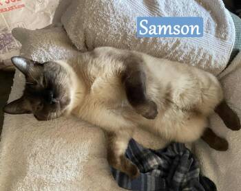 Rescue American Bobtail Cats for Adoption - Samson | PetCurious