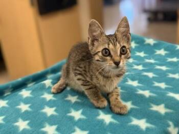 NOVA -  Domestic Short Hair Cat for Adoption in Doral, Florida - NOVA | PetCurious