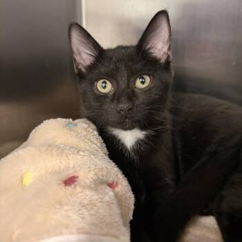 Danica -  Domestic Short Hair Cat for Adoption in Marshall, Virginia - Danica | PetCurious